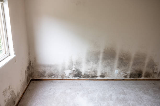 Best Mold Odor Removal Services  in Dade City North, FL